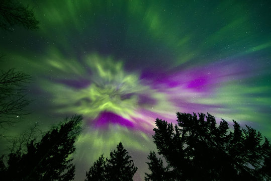 Colorful northern lights and treetops
