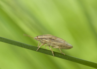 Life in the grass