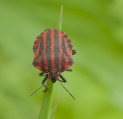 Life in the grass