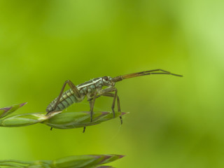 Life in the grass
