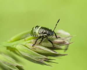 Life in the grass