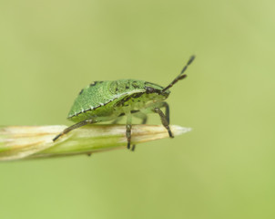Life in the grass