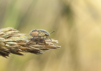 Life in the grass