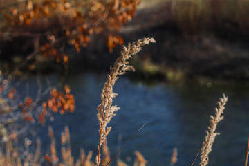 Sur le bord d'un ruisseau