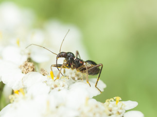Life in the grass