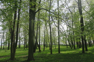 poplars