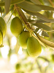 Olive fruit tree with olives. close up