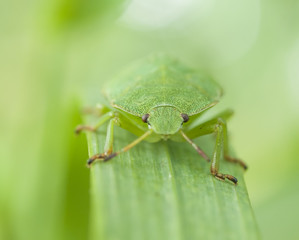 Life in the grass