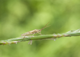 Life in the grass