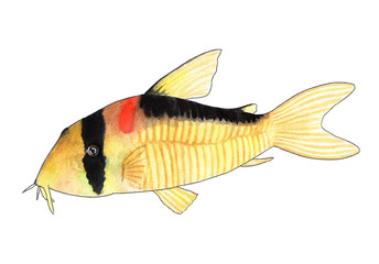 Corydoras adolfoi. Aquarium fish, catfish. Watercolor illustration. Corydoras adolfoi is a very elegant catfish, rarely found in domestic aquariums. Lives in the Rio Negro basin in Brazil.