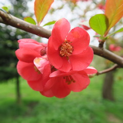 Chaenomeles, a shrub with many small red flowers, in spring