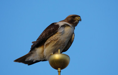 A Red Tailed Hawk Sits on Top of a Flag Pole
