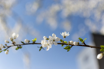 Blossom cherry flowers