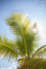 Tropical Caribbean Mexico Beach Life warm sand palm tree Contoy Island