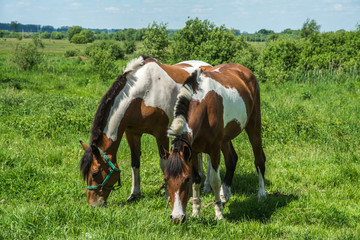 Fototapeta premium Two horses in a meadow