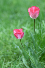緑の背景のビビッドなピンクのチューリップ