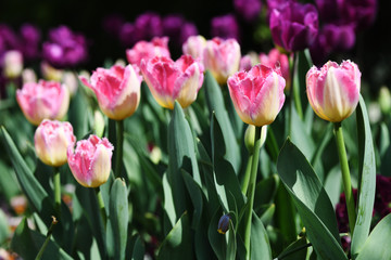 フリンジ咲きのピンクと黄色のチューリップ