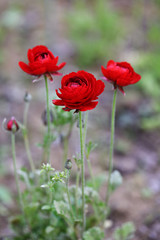 真っ赤なラナンキュラス