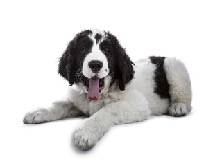 Adorable black and white Landseer puppy standing laying down and yawning isolated on white background while looking sleepy at camera