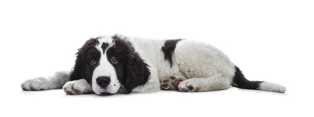 Adorable black and white Landseer puppy standing laying down side ways with head on paws isolated on white background while looking very bored