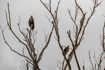 Steppe eagles on the branches of a dried tree