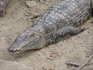 crocodile