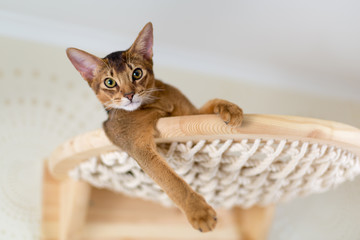Абиссинская кот крупным планом на деревянной лестнице, гамаке в интерьере дома