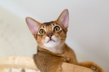 Абиссинская кот крупным планом на деревянной лестнице, гамаке в интерьере дома