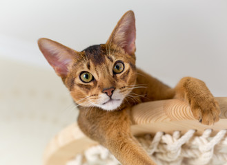 Абиссинская кот крупным планом на деревянной лестнице, гамаке в интерьере дома