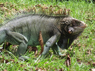 iguana