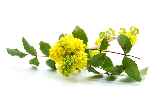 Mahonien Mahonia gelb isoliert freigestellt auf wei&szlig;en Hintergrund, Freisteller