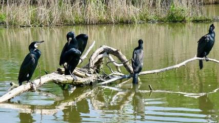 Kormoran Kolonie am Man Sagar See in Rajasthan, Indien