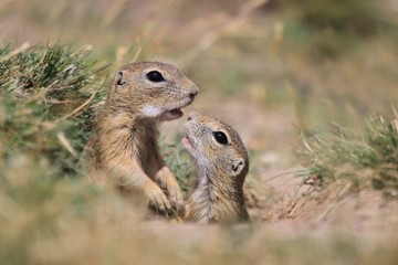 Naklejka na ściany i meble Little european ground squirrel sitting in the grass. (Spermophilus citellus). Two young ground squirrel are kissing. Wildlife scene from nature.