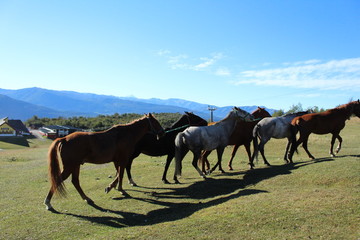 Fototapeta na wymiar caballos