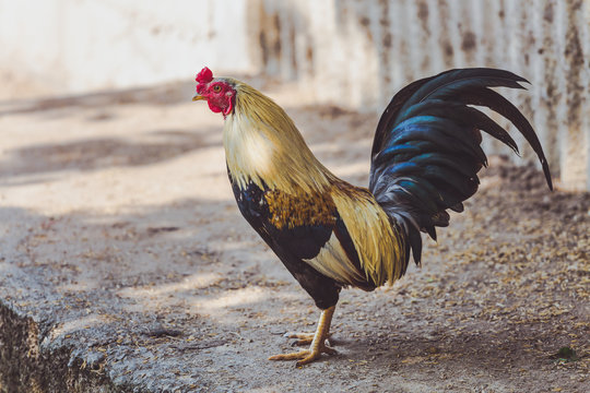 Asian Rooster.