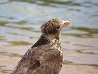hawk