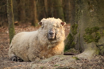 Fototapeta premium Schaf,Sheep