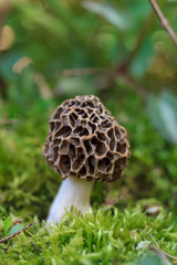 macro photo of a outlandish Morel mushroom hiding in the grass in the spring forest
