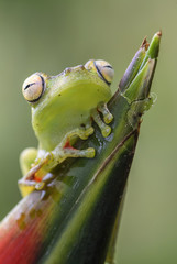 Red-webbed Tree Frog - Hypsiboas rufitelus, beautiful green frog from Central America forests,...