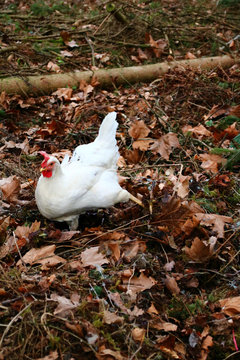 Huhn in Freilandhaltung scharrt im wald