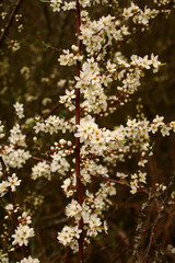 schlehdorn    blüte
