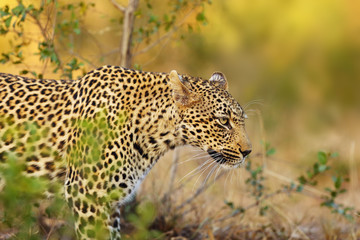 The African leopard (Panthera pardus pardus) young female portrait.