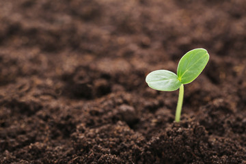 Young green plant in ground