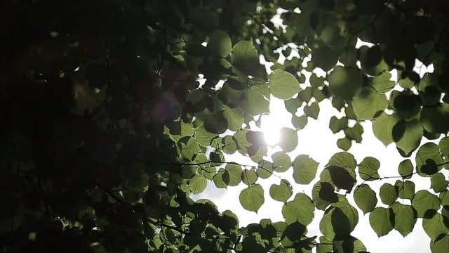 Sunrays peaking through fresh leaves. Sunbeams shining through lush green leaves on branches in tree canopies. Warm spring sun shining through green foliage in tree orchard. 