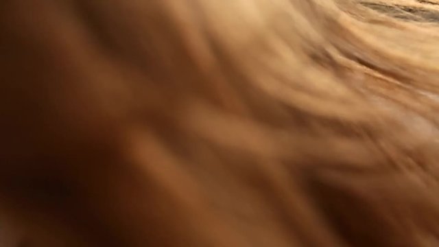 Close back view of red woman hair tender movement in the air in slow motion. Redhaired woman walking on sandy beach. Wind blows airy ginger hair shining in sun on sunset. Macro video.