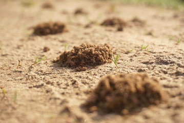 earthwarm, heap of soil 