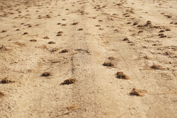 earthwarm, heap of soil 