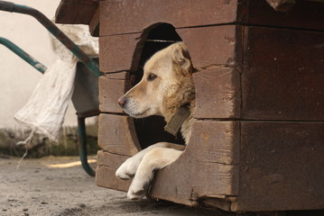 dog in doghouse