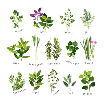 Clip art illustrations of herbs and spices such as parsley, basil, chervil, dill, mint, lemongrass, rosemary, coriander, chives, tarragon, bay leaves, thyme, sage and oregano