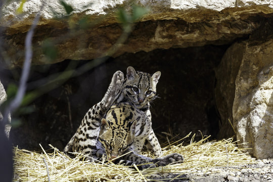 Ocelot, Leopardus Pardalis